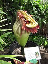 Corpse Flower Seeds Fallout 76 Best Flower Wallpaper