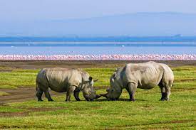 Sehenswürdigkeiten und aktivitäten in lake nakuru national park. Lake Nakuru Nationalpark Kenia Franks Travelbox