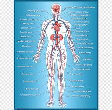 Designed for ios, android, windows, and mac. Circulatory System Human Body Chart Muscle Organ Circulatory System Heart Human Anatomy Png Pngwing