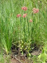 Image result for Helichrysopsis