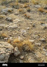 Image result for Eragrostis nindensis