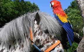 Pippi långstrump (pipi dlouhá punčocha), autorčino nejslavnější dílo vypravující na hranici reality a dobrodružné pohádky příběh devítileté osiřelé dcerušky námořního kapitána, která po otci zdědila nebojácnost a umí si ve všech životních situacích poradit. Papousek Hrdina Z Filmu O Pipi Dlouhe Puncose Posel V 51 Letech Idnes Cz