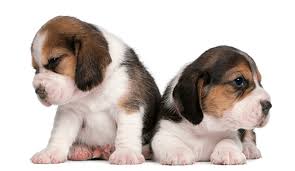 Two Beagle Puppies 1 Month Old Beagle Puppy Puppy Dog Pictures Cute Beagles