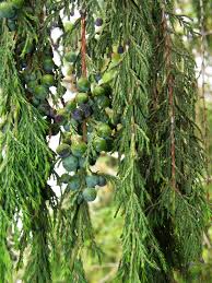 Image result for Juniperus procera