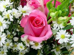 Scarica gratis scarica gratis immagini di fiori per il buongiorno buonanotte e. Immagini Belle Foto Stupende Da Scaricare Gratis
