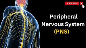 Image result for Peripheral Nervous System