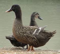 duck farming modern farming methods