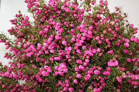 Pink Boronia Australian Native Plants Australian Wildflowers Flowers