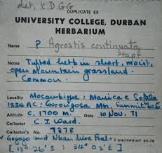 Image result for Agrostis continuata