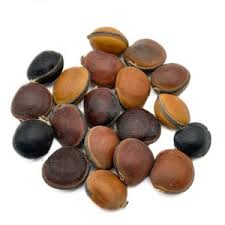 Image result for Entada gigas