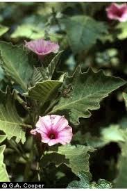 Image result for Astripomoea