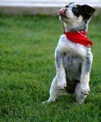 Most experts recommend that you start house training your blue heeler puppy once they're at least 12 weeks old. Blue Heeler Training Tips How I Love My Red Heeler This Could Be Good For Her Pup Blue Heeler Puppies Heeler Puppies Blue Heeler
