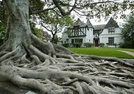 Moreton fig is a unique usc hospitality concept located in the ronald tutor campus center. The Moreton Bay Fig 100 Years Old And Still Giving L A At Home Los Angeles Times