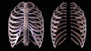 Some of you prove that people should require a license to breed. What Is The Function Of The Rib Cage
