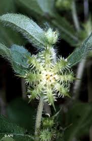 Image result for Acanthospermum hispidum