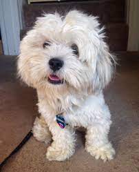 Use the nationwide database of dogs looking for good homes below! Sherlock D5098 Furry Friends Rescue Dog Cats Adoption Fostering In San Francisco Bay Area