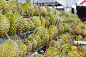 Makan durian khas padang sidimpuan yummy. Durian Musang King Ss2 Petaling Jaya Walaupun Mahal Tetap Ada Standardnya Maha Mahu Makan