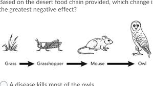 Desert food chain worksheet the change which will take place this week comes after a review of the data that prompted the recent u s food and drug administration club employee that the desert land. Based On The Desert Food Chain Provided Which Change In The Ecosystem Would Have The Greatest Brainly Com