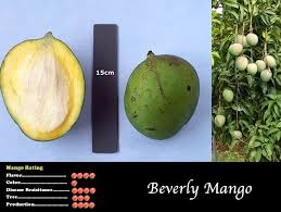Save money on mango island and find store or outlet near me. Pine Island Nursery Mango Variety Viewer Beverly Mango Mango Mango Island Nursery Mango Varieties