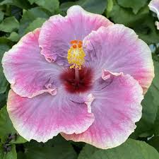Hardy hibiscus is an exciting addition to any garden space, thanks to its giant blooms. My Darlin Cajun Hibiscus Plant Free Shipping