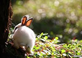 صور ارانب كيوت2013 ارانب جميله Cute Bunny Pictures Bunny Pictures Cute Bunny