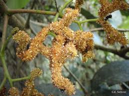 Image result for Myrianthus arboreus