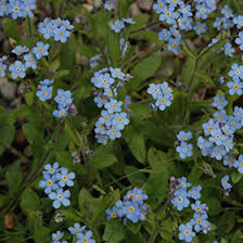 Maybe you would like to learn more about one of these? Forget Me Not Myosotis Sylvatica In Iowa City Cedar Rapids Iowa Ia At Iowa City Landscaping