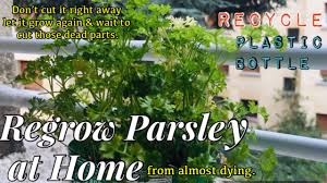 Check spelling or type a new query. Regrow Parsley At Home Recycle Plastic Bottle Youtube