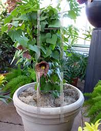Image result for Aristolochia gigantea