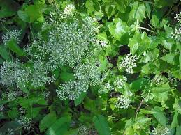 Image result for Mikania cordata