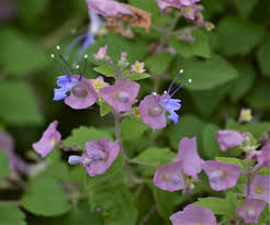 Image result for Dissotis speciosa