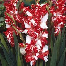 Pin On Gladiolus