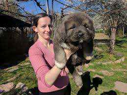 Because of its size, loyalty, and intelligence, it is often the breed of choice for police, military, and security units. Georgi Kunchev On Twitter Our Little Puppies Caucasian Shepherd Dogs For Sale Caucasianshepherddog Dog Dogsoftwitter Spring