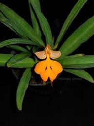 Image result for Habenaria tenuispica