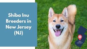 The shiba inu is an alert, lively and bold dog; 2 Shiba Inu Breeders In New Jersey Nj Shiba Inu Puppies For Sale Animalfate