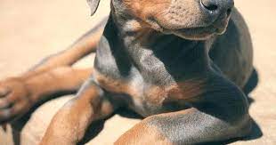sicakkanli masum bakisli yavru dobermann pinscher service dogs doberman