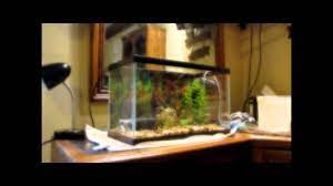 Maybe you would like to learn more about one of these? How To Setup An Aquatic Turtle Tank Youtube