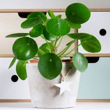 Money plant indoor near me. Cottage Farms Direct Houseplants Chinese Money Plant