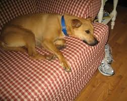 Maybe you would like to learn more about one of these? German Sheprador Dog Breed Information And Pictures