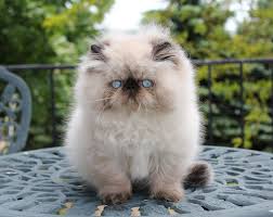 A show quality cat may cost substantially more. Seal Point Himalayan Persian Cat Novocom Top