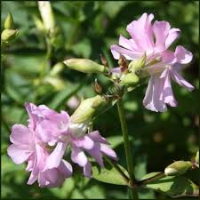 Перевод слова soapwort, американское и британское произношение, словосочетания. Soapwort Saponaria Officinalis Buy Plant From Norfolk Herbs