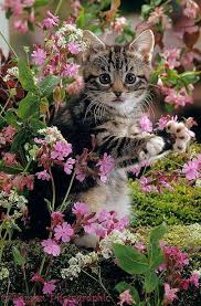 We did not find results for: Frolicking In The Flowers Cats Pretty Cats Cute Cats