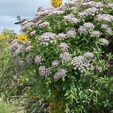 Image result for Monopsis decipiens