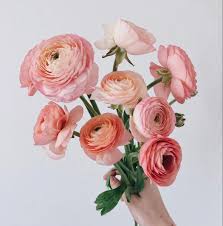 Source high quality products in hundreds of categories wholesale direct from china. Peach Ranunculus Ranunculus Flower Flowers Near Me Wholesale Flowers Wholesale Flowers Peach Ranunculus Wedding Flower Types