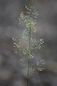 Image result for Agrostis taylorii