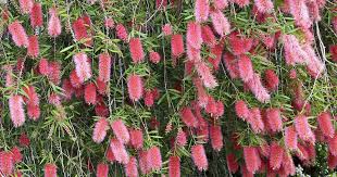 The brush top applicator is included with purchase. How To Grow Bottlebrush Gardener S Path