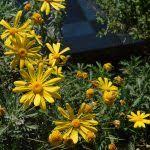 Image result for Cyperus pectinatus