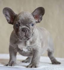 Puppy ready to find a forever home. Lilac French Bulldog What Do You Need To Know French Bulldog Breed