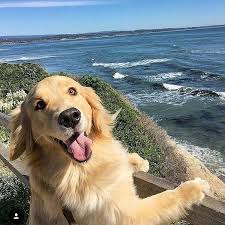 Dog Sees His Heaven Goruntuler Ile Yavru Kopek Sevimli Kopek Yavrulari