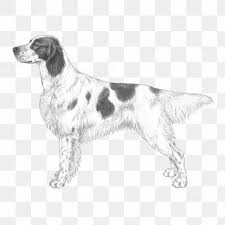 Style up your room with our assorted scene setters and party backdrops. Irish Red And White Setter Images Irish Red And White Setter Transparent Png Free Download